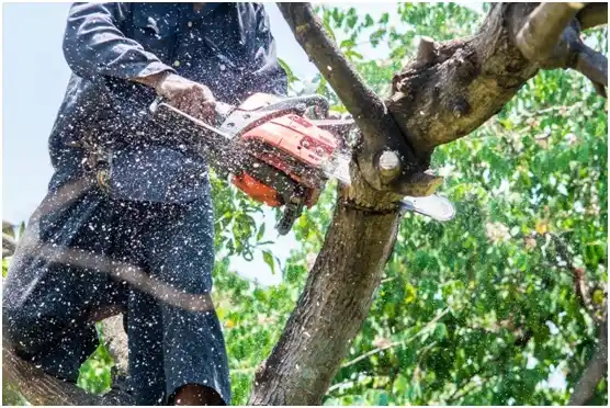 tree services Belgium